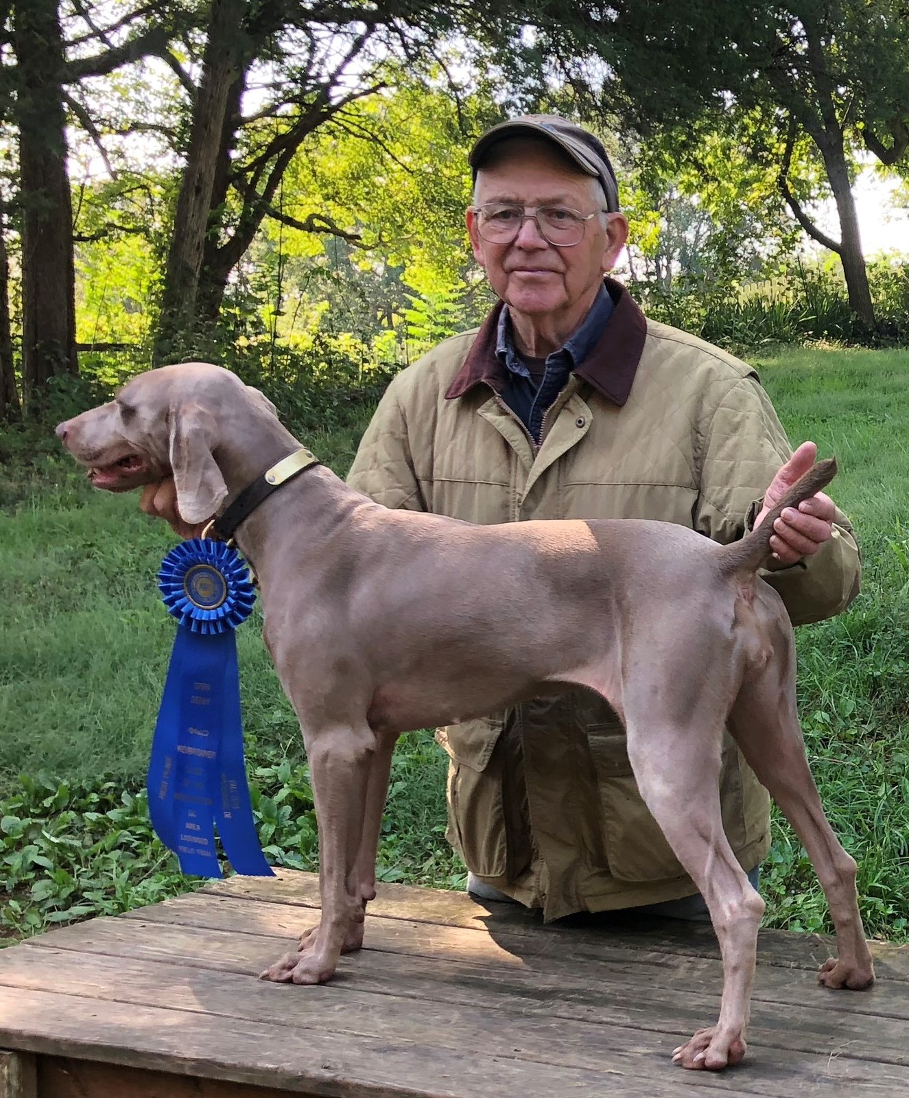 Weimaraner standing beside an owner with a placement ribbon