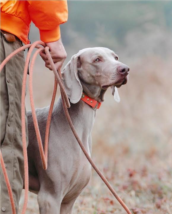 Weimaraner waiting with a handler in the field