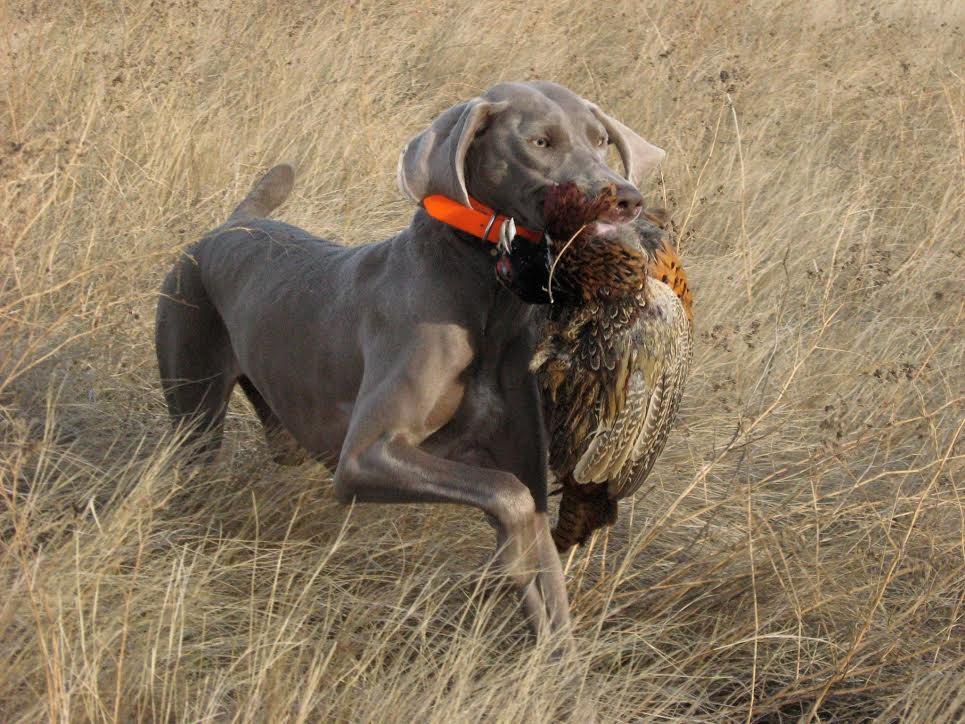 Weimaraner carrying game through field cover