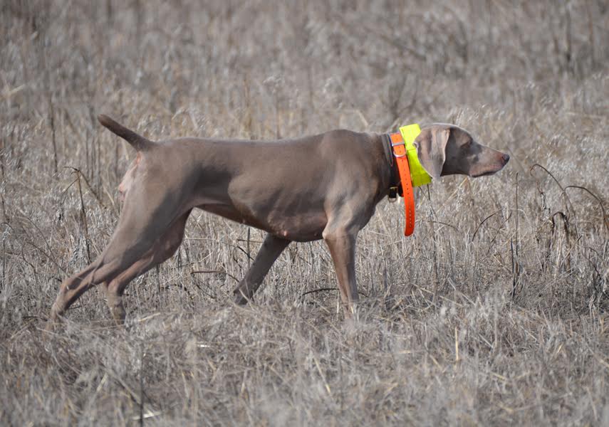 Weimaraner working in the field