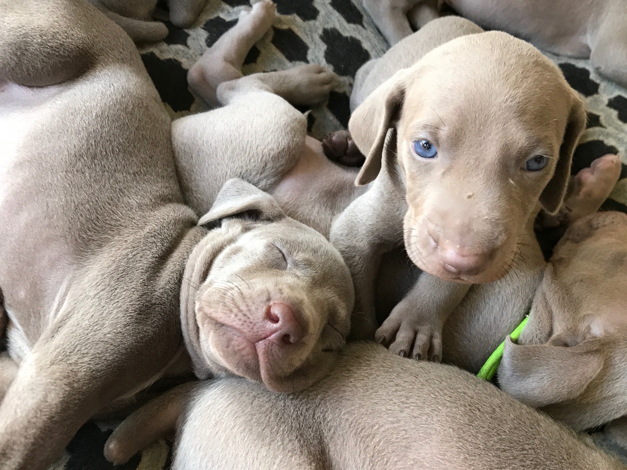 Young Weimaraner puppies resting together