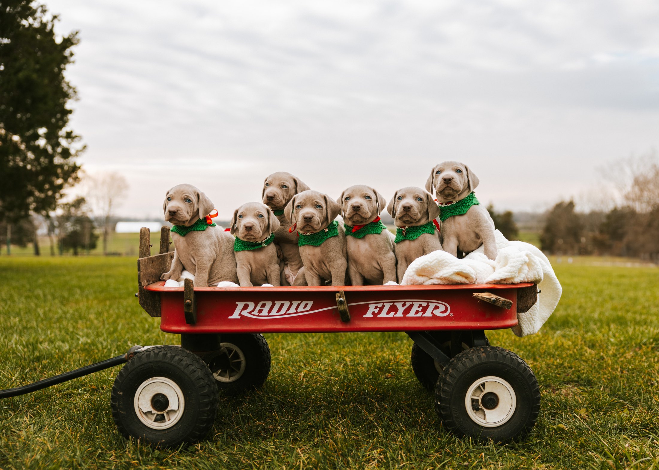 Six Weimaraner puppies sitting together in a red wagon