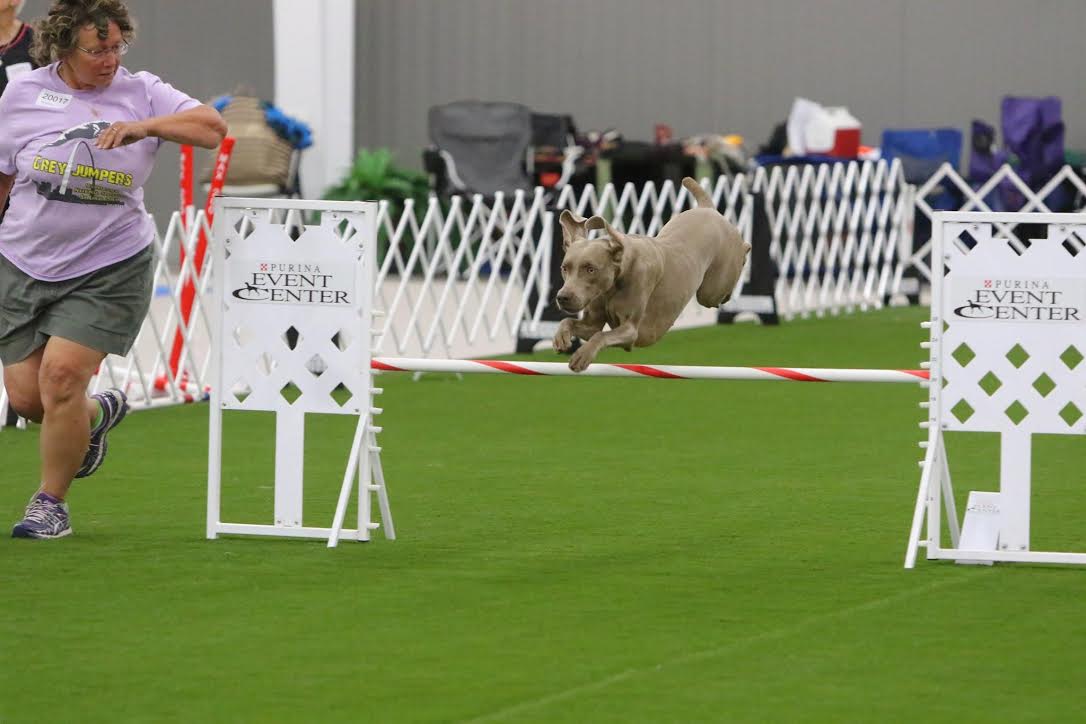 Weimaraner clearing an agility jump
