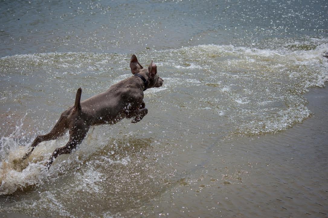 Weimaraner running through water during retrieving work