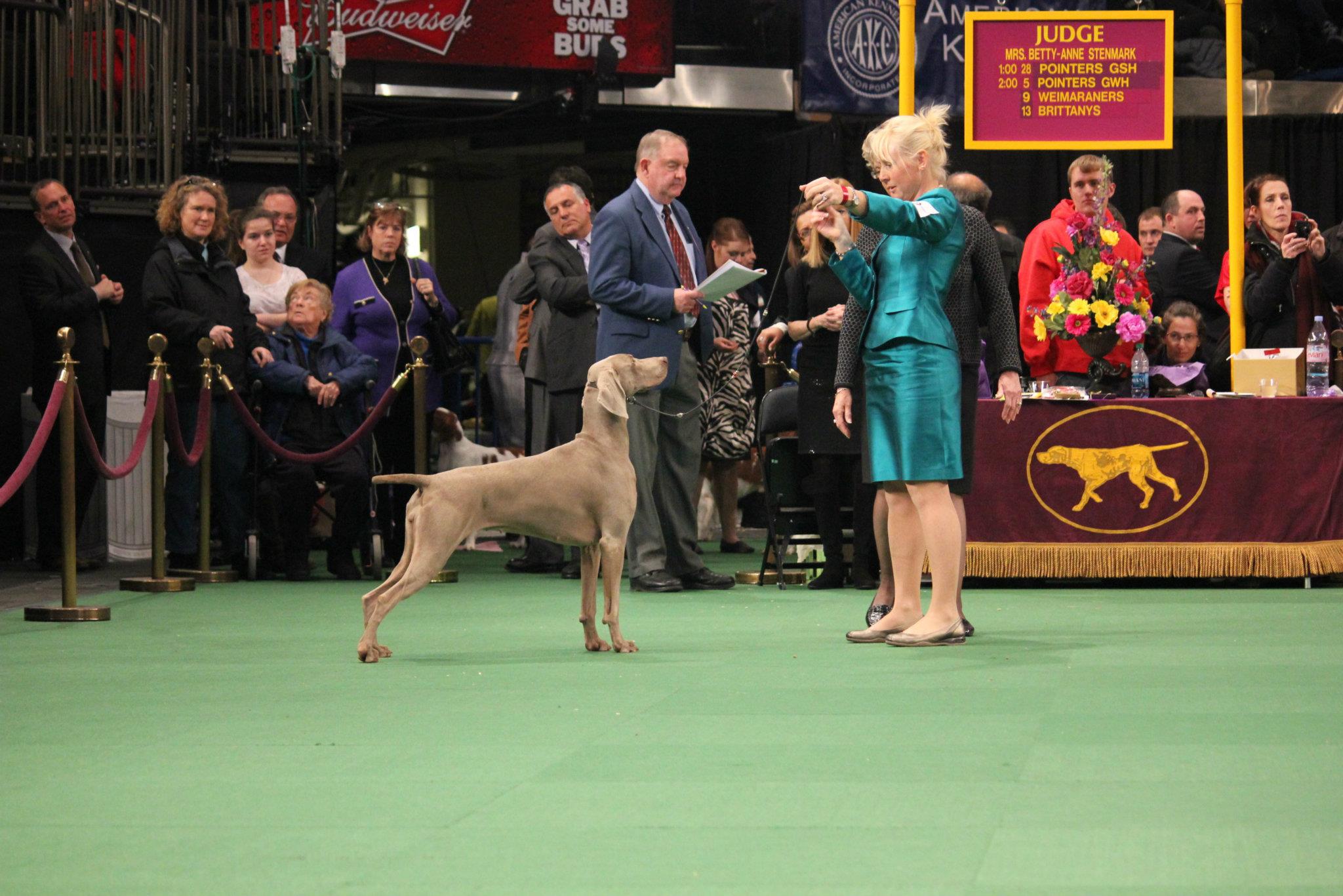 Weimaraner competing at Westminster